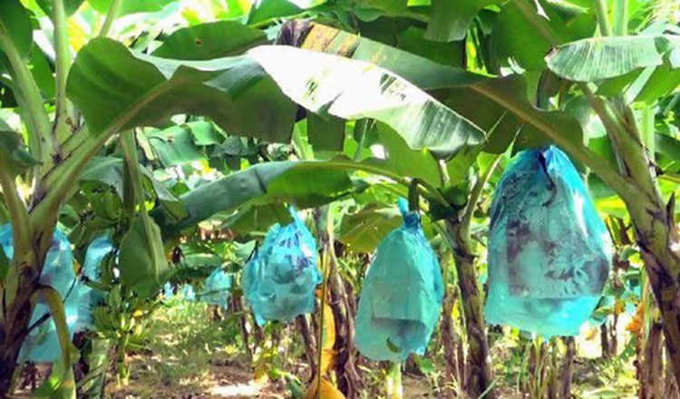 Kampot’s largest banana plantation ramps up production for domestic and export markets
